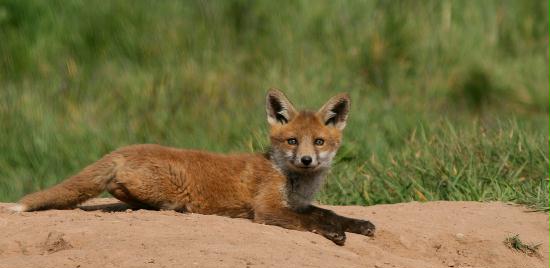 Fox <i>Vulpes vulpes</i>